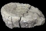 Partial Unprepared Fossil Sauropod Dorsal Vertebra - Colorado #119898-1